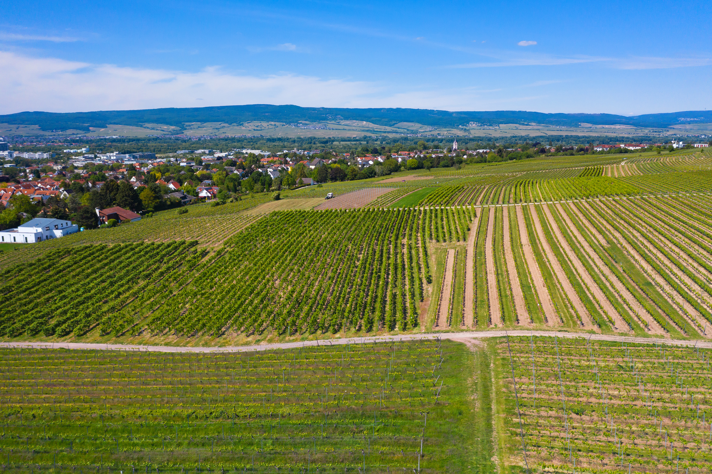 Blick auf die Weinberge rund um Ingelheim am Rhein / Deutschland.